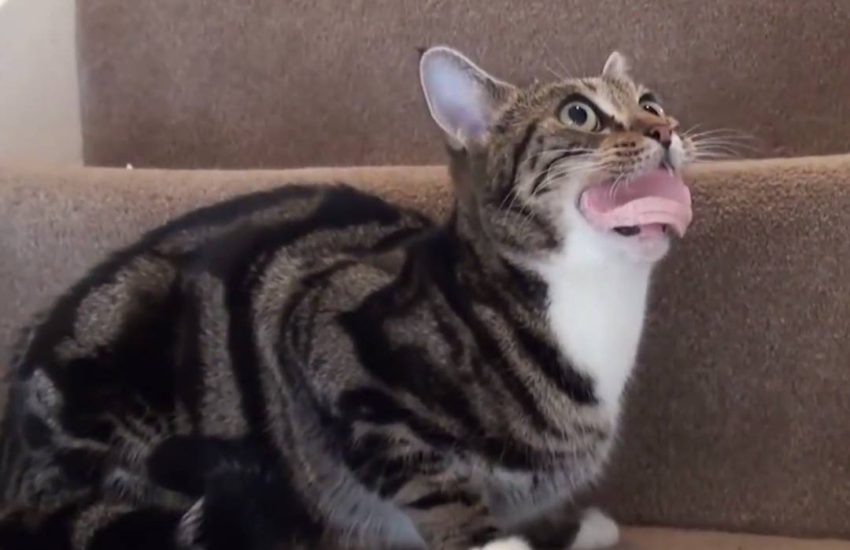 Cat Gets Sausage Stuck In Mouth