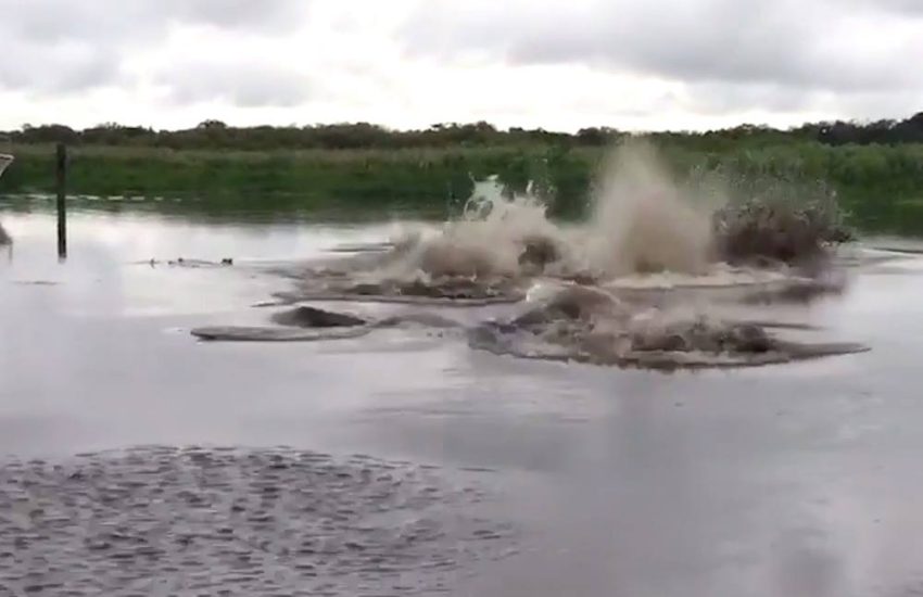 Odd Creatures Lurk Under Water