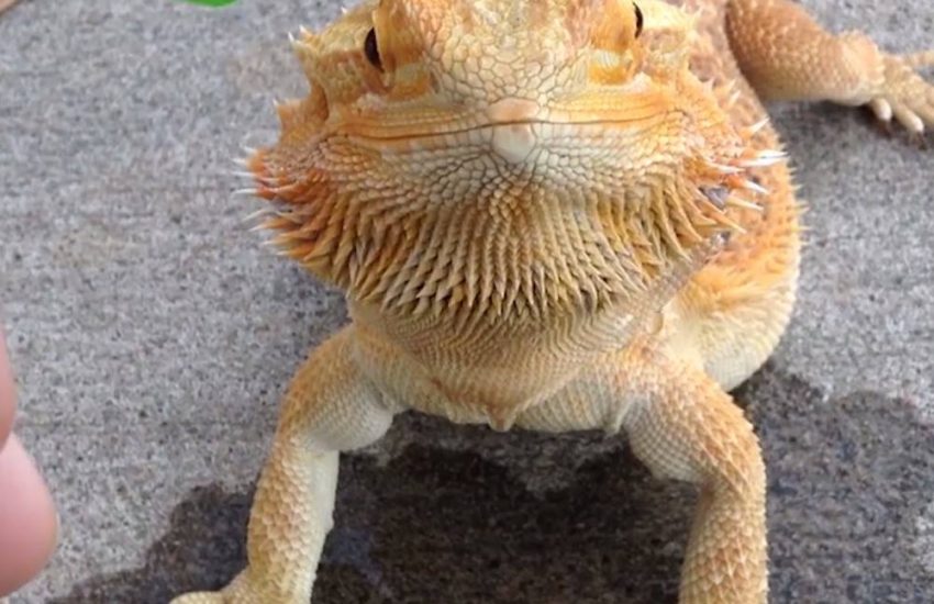 Lizard Keeping Hydrated