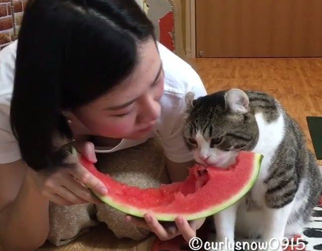 享受西瓜的貓