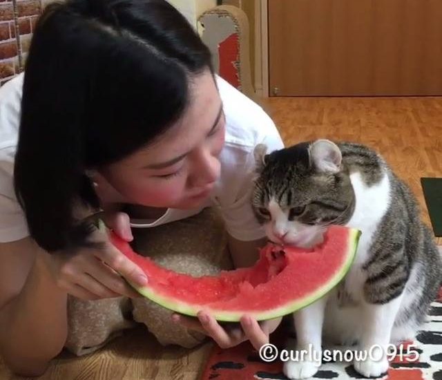 Cat Enjoying Watermelon