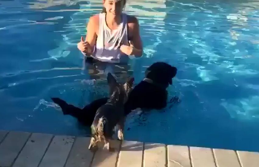 Dog Gives Another A PiggyBack