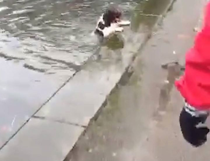 Guy Falls In Lake Trying To Rescue Dog
