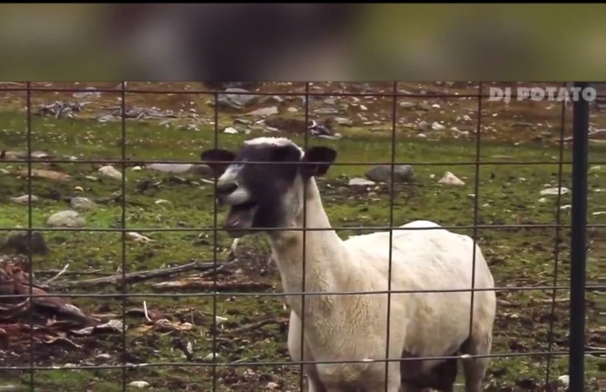 GOAT REMIX OF LEAN ON