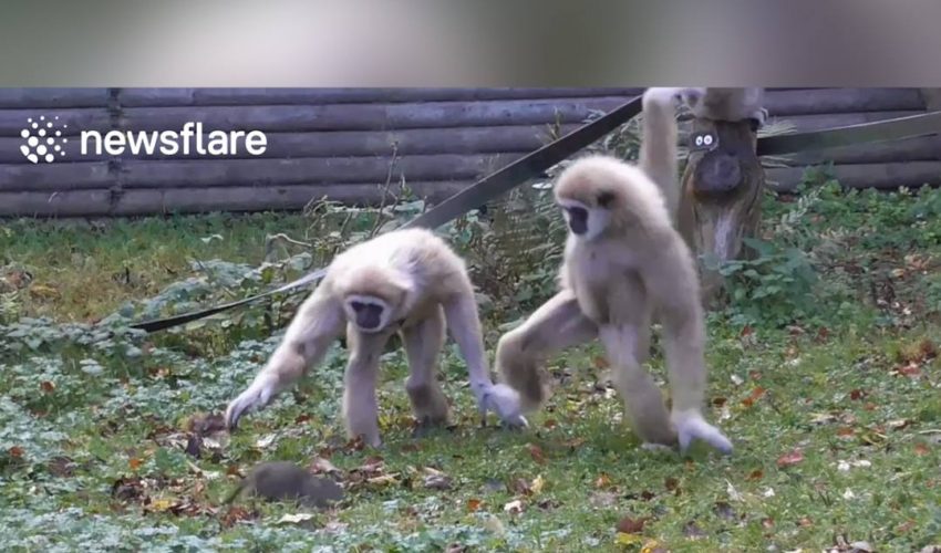 長臂猿找到一隻囓齒類動物，無法應付