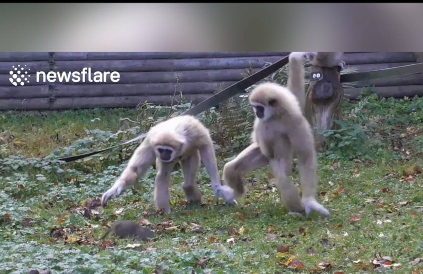 Gibbons find a rodent and can't cope