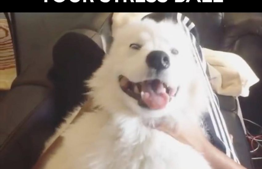 WHEN YOUR DOG IS ALSO YOUR STRESS BALL
