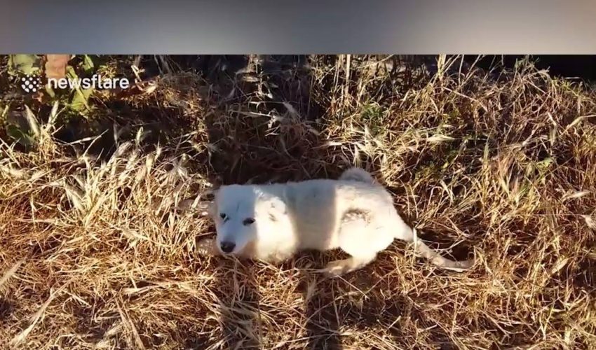 失去的狗反應被發現