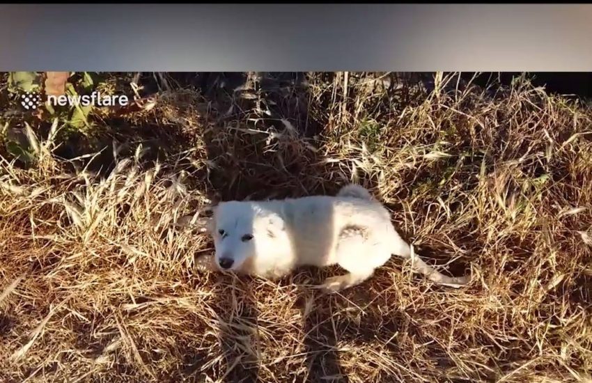 Lost dog reacts to being found