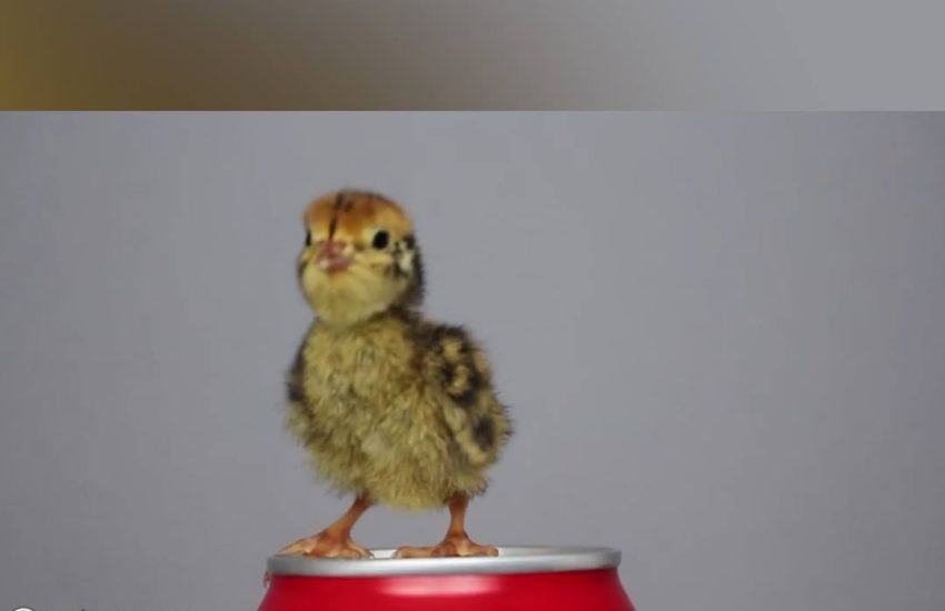 Supermarket quail egg hatched after month of incubation