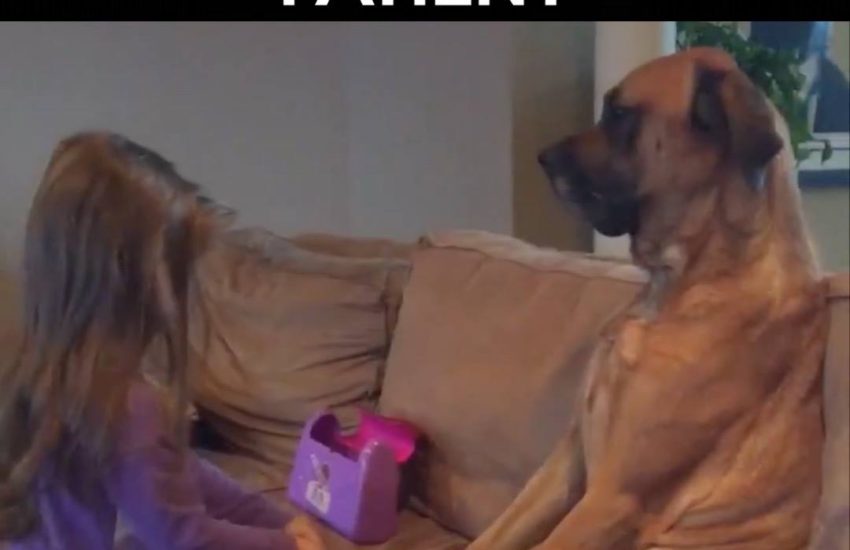 Little girl gives dog a doctor check-up