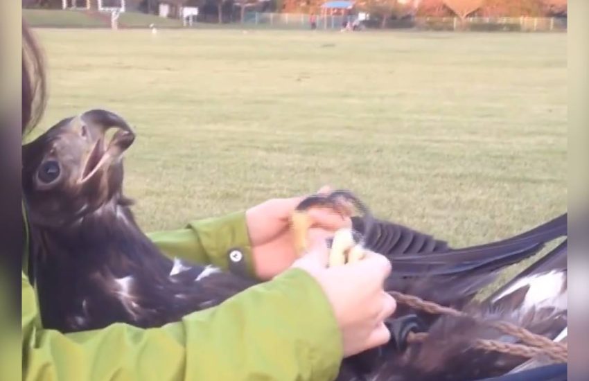 Golden eagle loves his belly rub