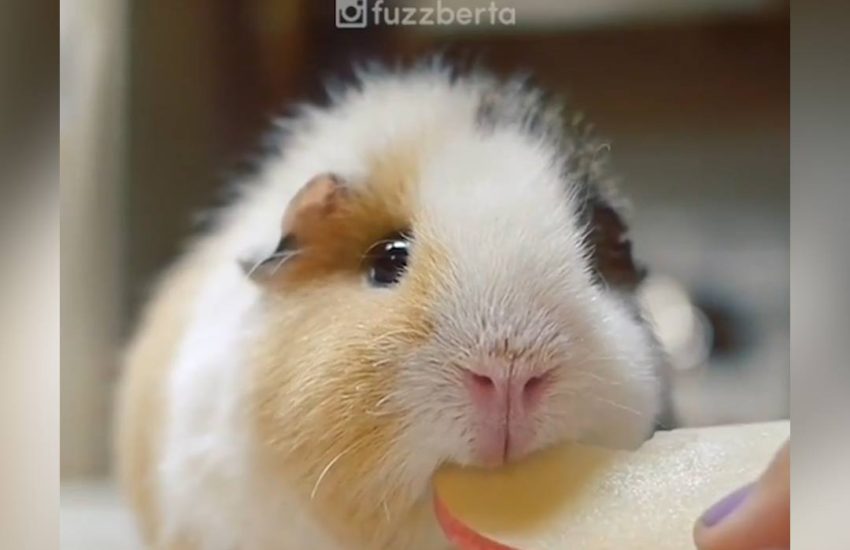 That one friend who's fussy with food