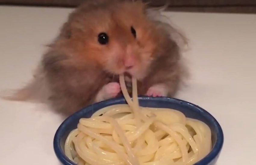 I wish I loved anything as much as this hamster loves spaghetti
