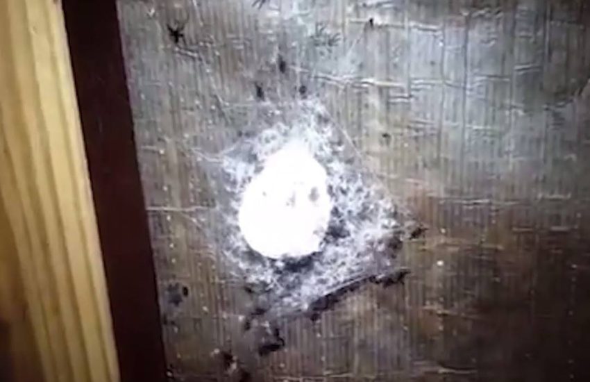 Why I'll never visit Australia