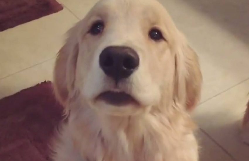 How can you resist that face?