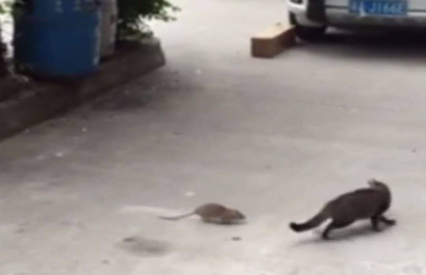 Tom and Jerry aren't real