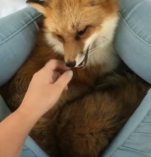 狐狸的杜松愛擁抱