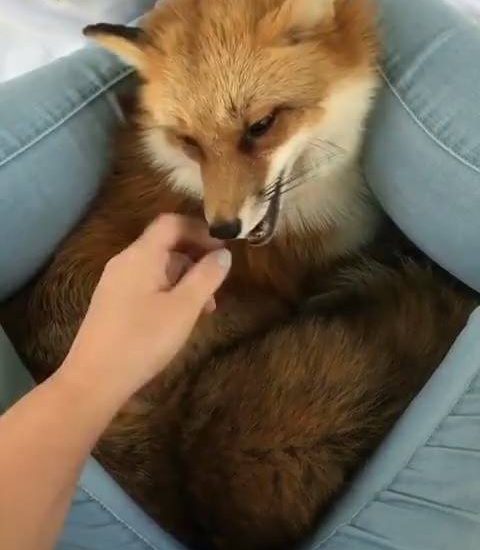 Juniper the fox loves a cuddle