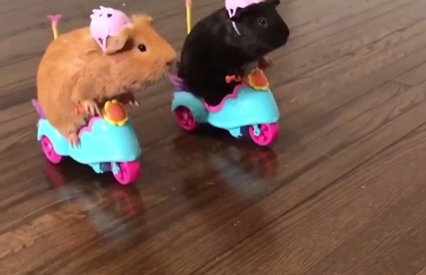Little guinea pig riding on scooters