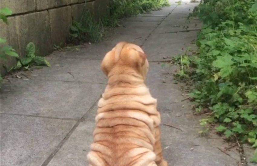 The rolliest rolls of all time