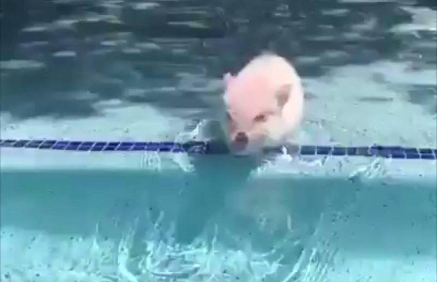 Baby pig loves to swim in the pool