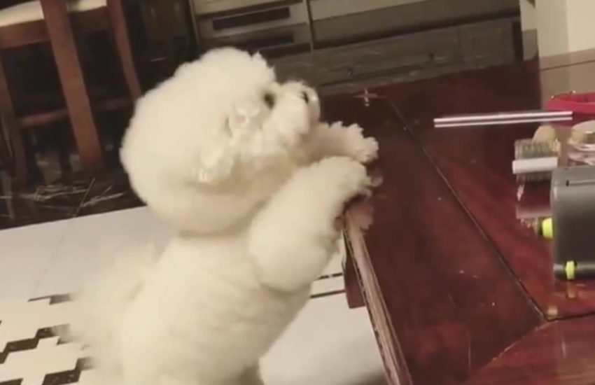 Short people problems