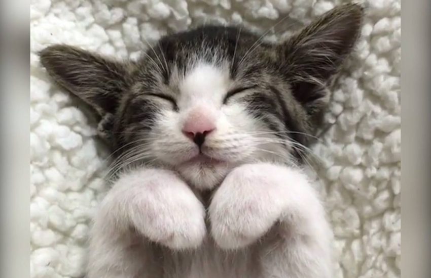 The birth of yoda kitten