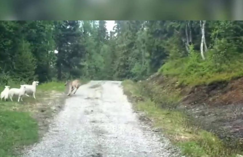 Credit: Viralvideouk