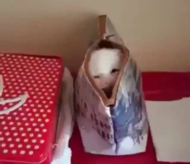 Isn't she adorable????❤?❤?❤ #diply