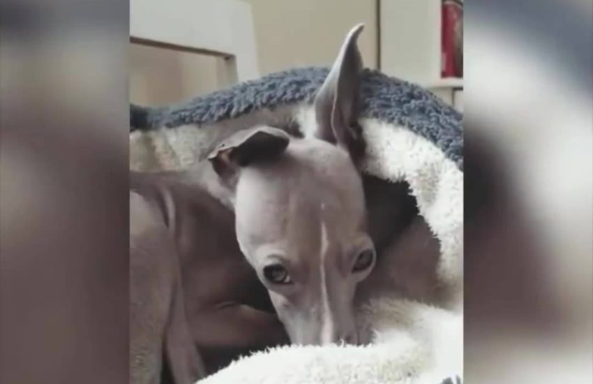 Credit: The joy of Jamie