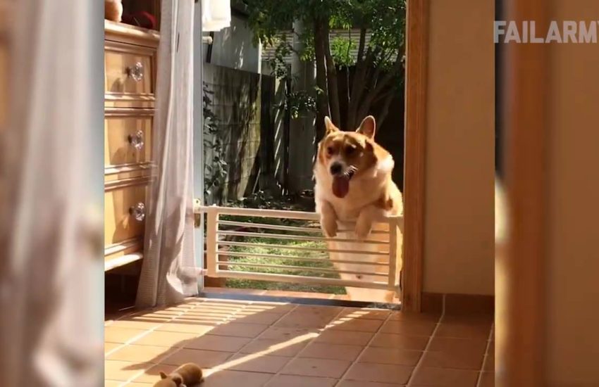 Funniest Cat and Dog Fails.