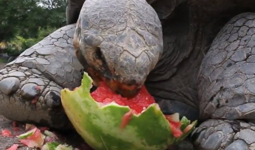 感謝：聖地亞哥動物園