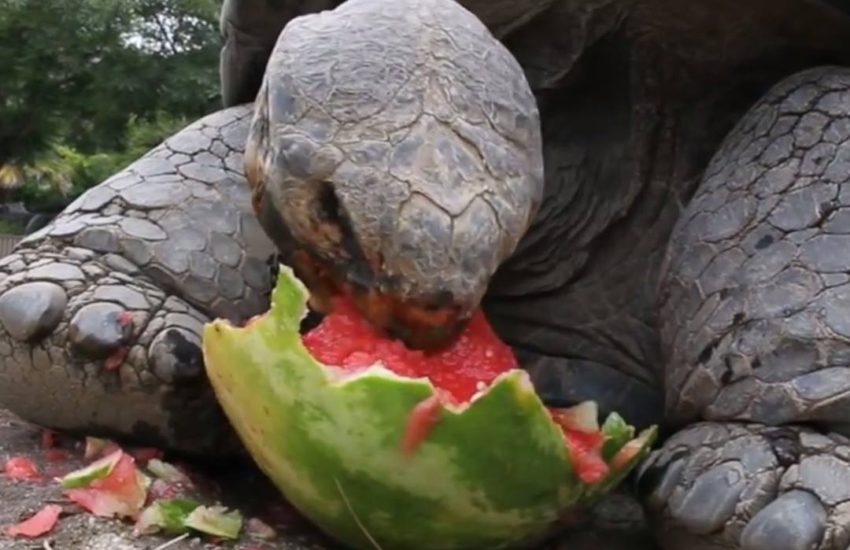 credit: San Diego Zoo