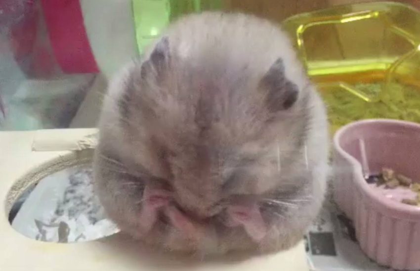 I can't stop watching this and I'm sure it makes me a bad person �