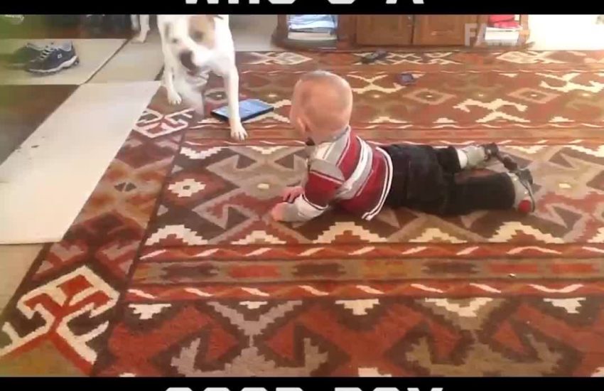 Dog Fails Compilation Funny