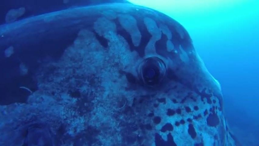 巨大的翻河魚讓潛水員看起來很小