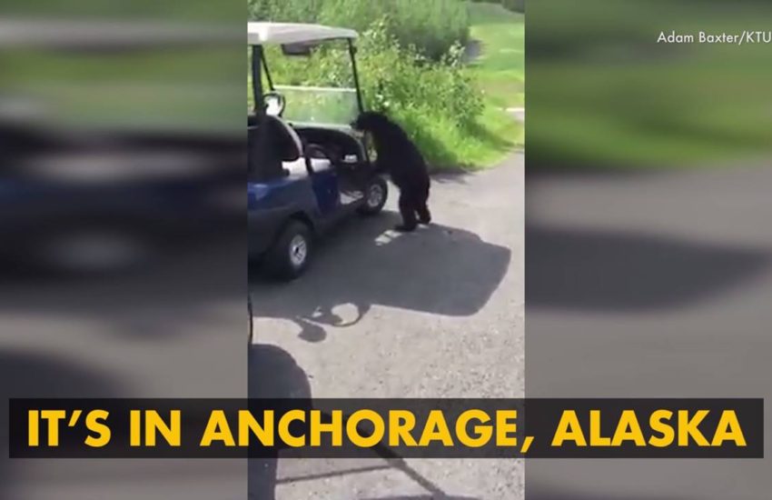 Little Bear Just Wants to Golf