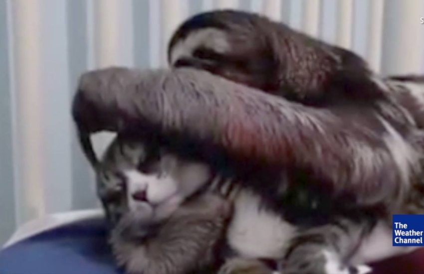 Sloth and Cat Are Best Friends
