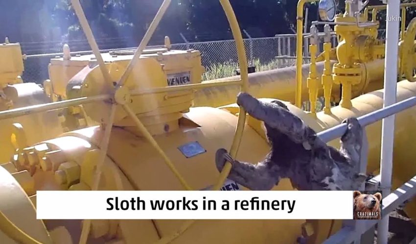 Sloth在煉油廠工作