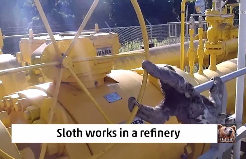 Sloth Works in a Refinery