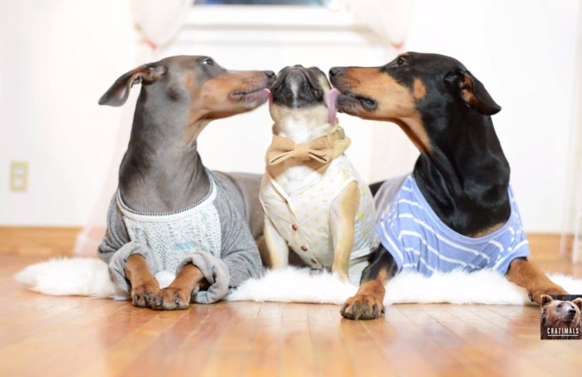 Kissing Dogs Love Each Other