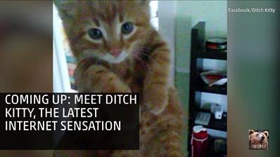介紹：Ditch Kitty，麻煩製造救援