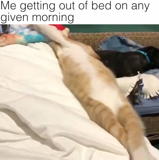 Me getting out of bed on any given morning
