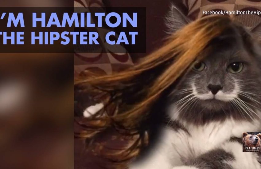 Hamilton the Hipster Cat