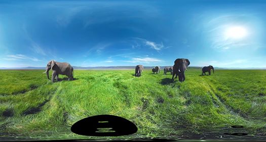 被野生大象包圍在4K 360°#onedip中Video by：Digital Domain