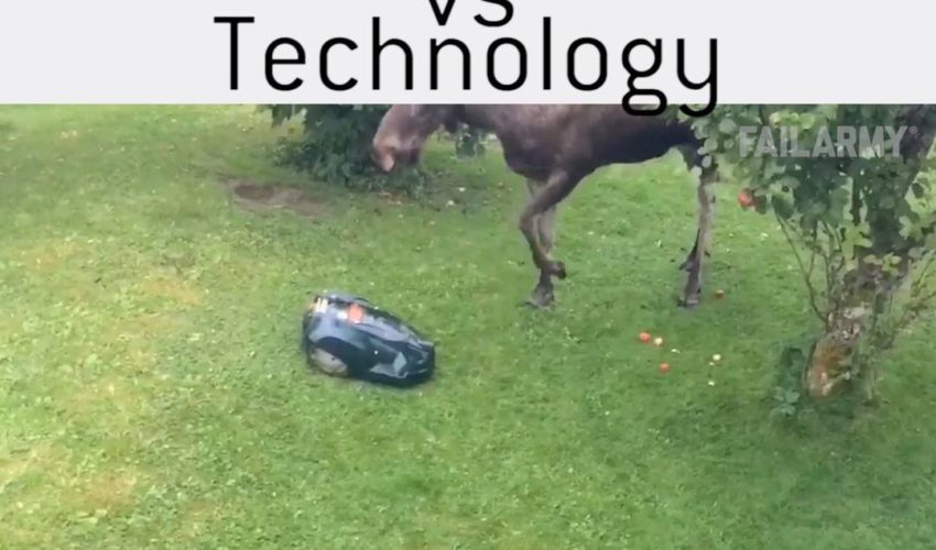 動物與技術