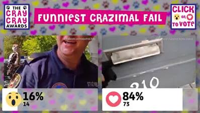 克雷克雷獎：最有趣的Crazimal失敗