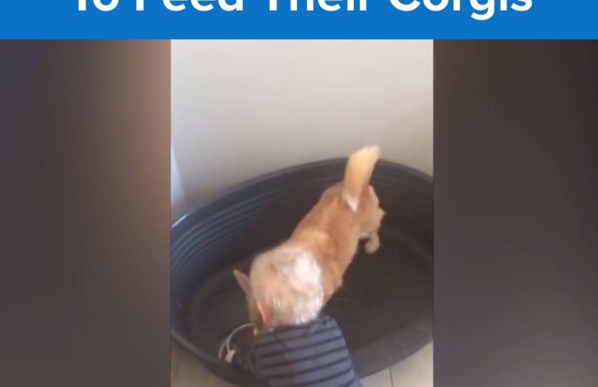 The cutest little helper <3 via JukinMedia