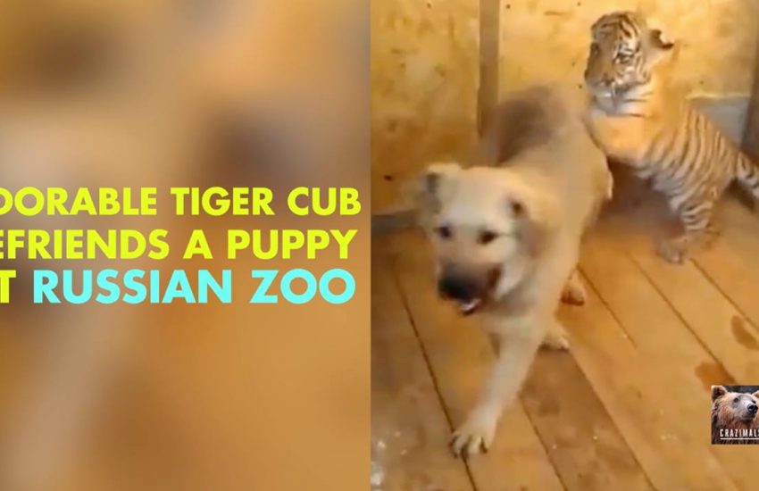 Tiger + Puppy = BFFs